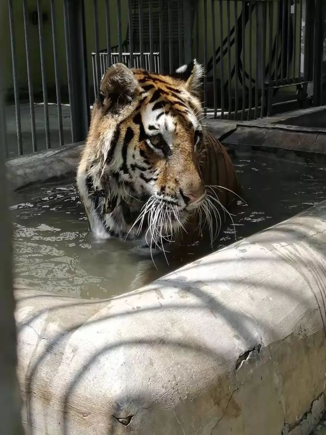 抱冰块,吃西瓜……酷暑里,动物园里的它们幸福得冒泡!
