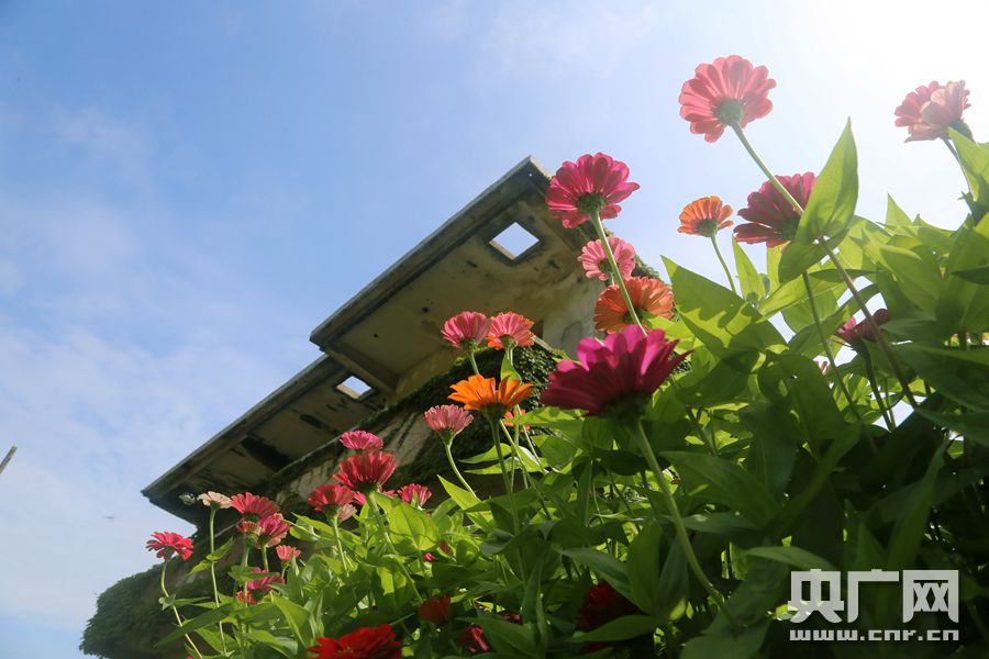 【你好，小島】被時間遺忘的「綠野仙蹤」 探訪神秘海島無人村 旅遊 第6張