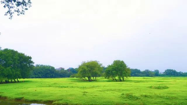 站在高处往下俯瞰,浙西大草原古朴原始的溪流和草原,似是一幅出自