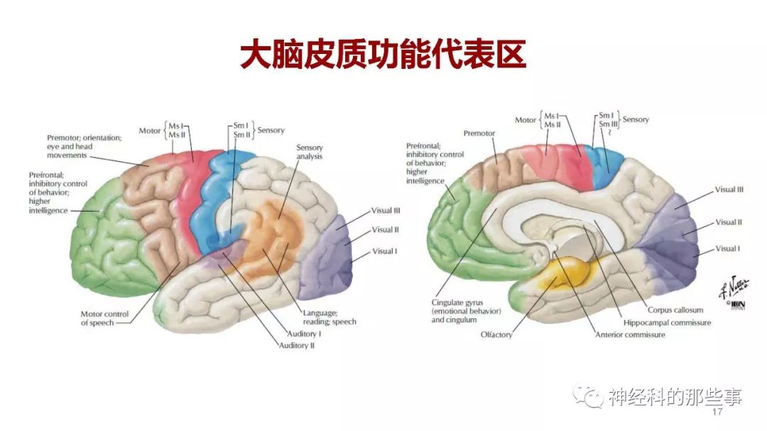 大脑解剖结构,功能与临床定位