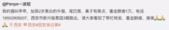 本该一则普通的寻猫启示,背后却有着令人感动的故事。 bbin金沙