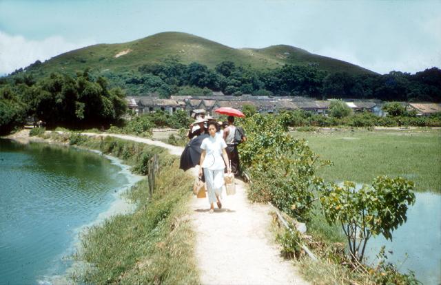 原创1958年香港元朗 宁静的乡村 美丽的风景