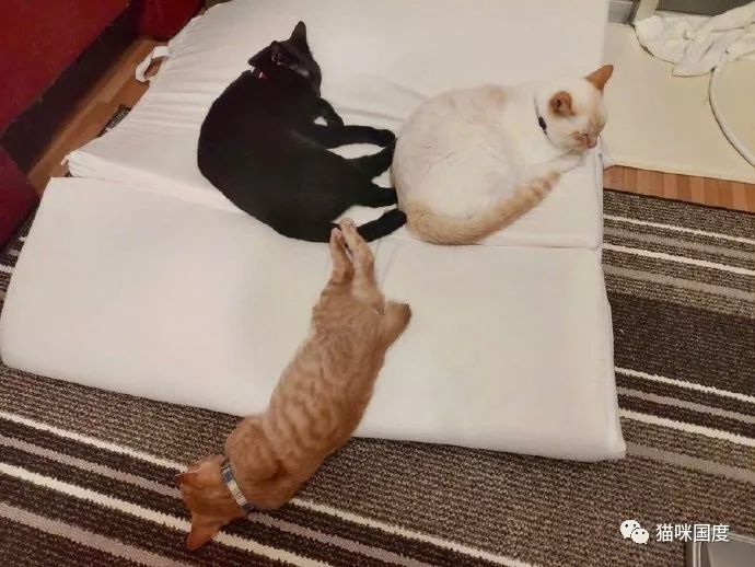 铲屎官家里新来的小橘猫 好像还不受原住猫待见 关系