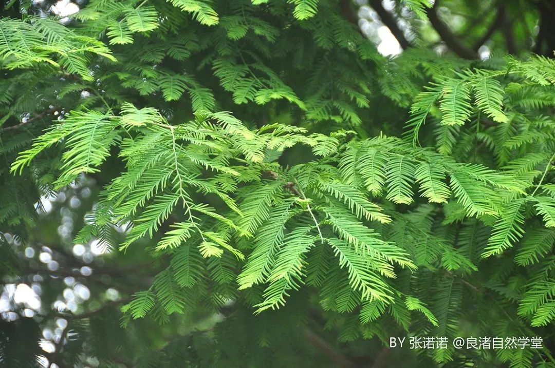 良渚地区24节气物候记录小暑