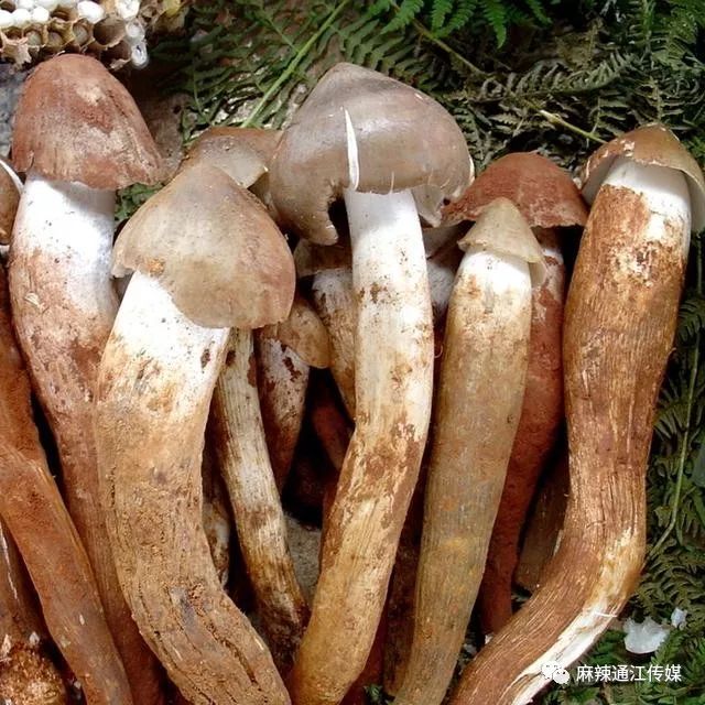 科普一下野菌子种类,通江老乡们再也不用担心采错菌子