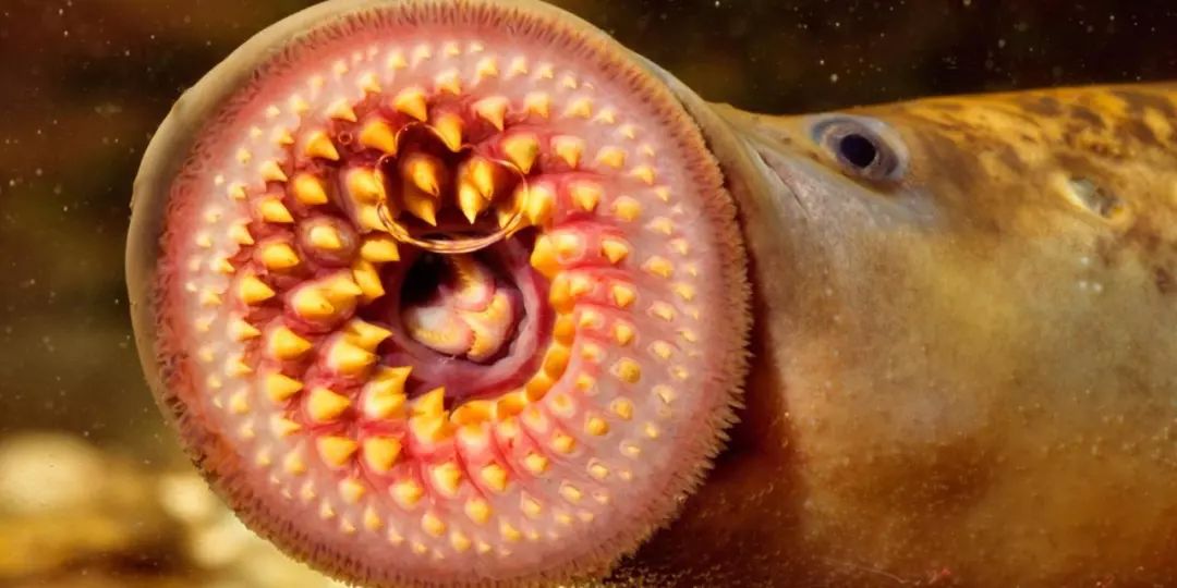 经过一番考证后,发现这个看起来有的可怕的东西叫做去"七鳃鳗".