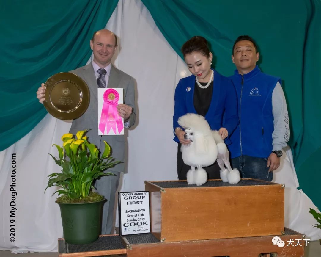 海博尼hyponic中国宠物美容英杰录7月德艺双馨丁怡女士资深比熊繁殖者