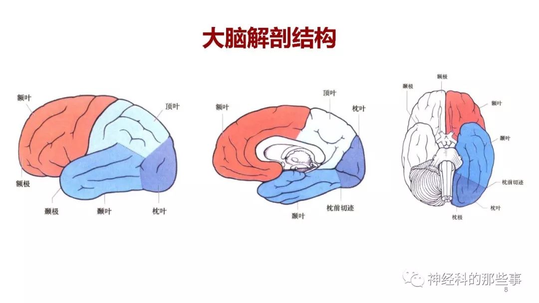 大脑解剖结构功能与临床定位