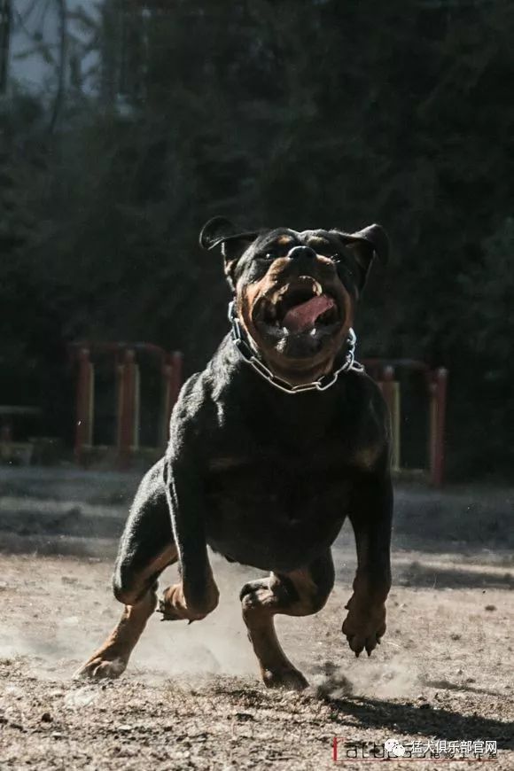 罗威纳vs卡斯罗,防暴犬vs护卫犬能力大比拼!