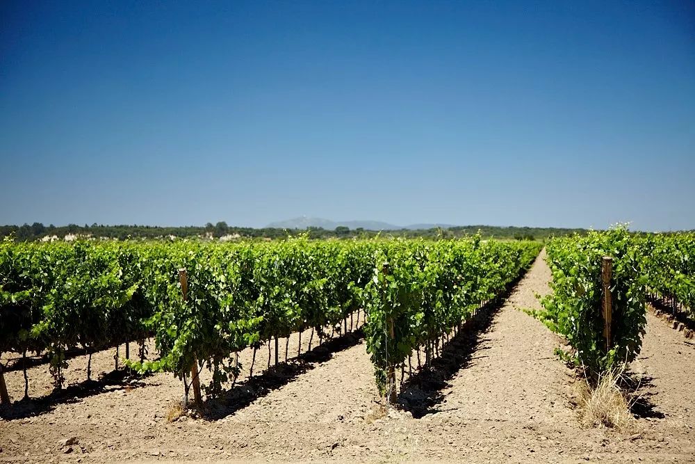 Tejo Wines | wines of Portugal a world of diffe