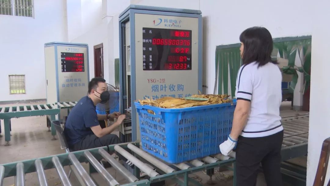 南雄13个烟叶站点陆续收烟,收购均价高于去年!