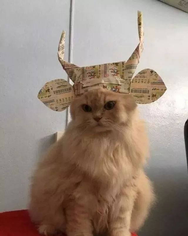 主人脑洞大开给猫咪做了一顶帽子,秒变包青天! 主人脑洞大开给猫咪做了一顶帽子,秒变包青天!