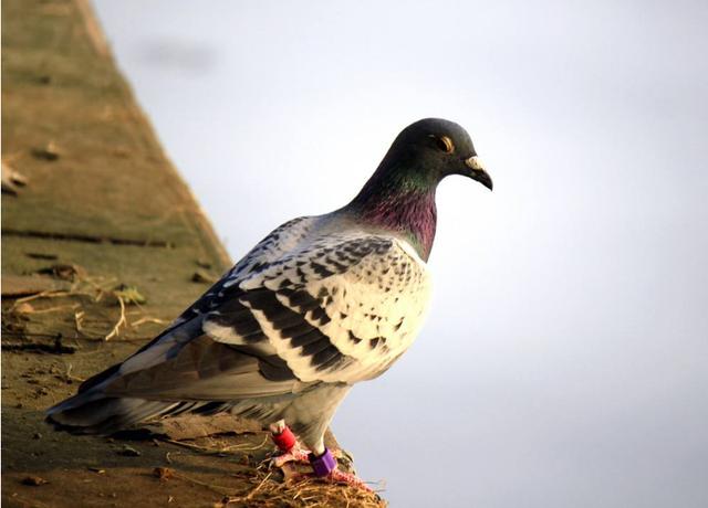 防止鸽子飞用什么方法 939977657ae74cfda0d0549777224b7f.jpeg