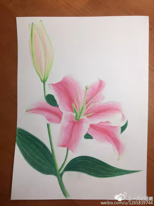 百合花不难画,我教你呀!