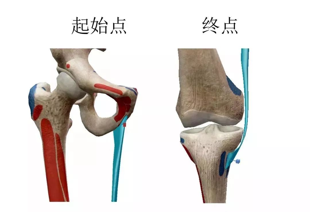 膝关节3d全彩解剖图谱,解剖学老师推荐的!