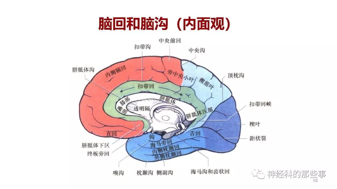 大脑解剖结构功能与临床定位