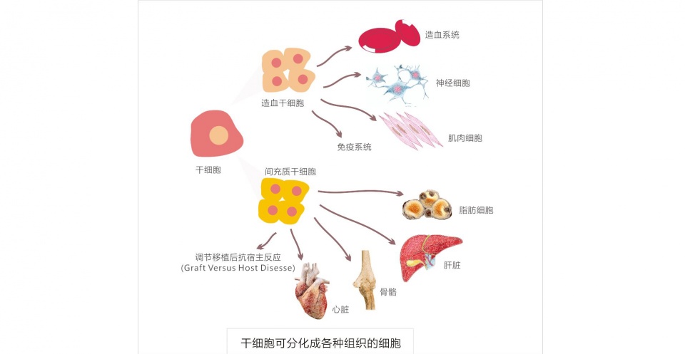 脑中风安全有效的治疗方法干细胞