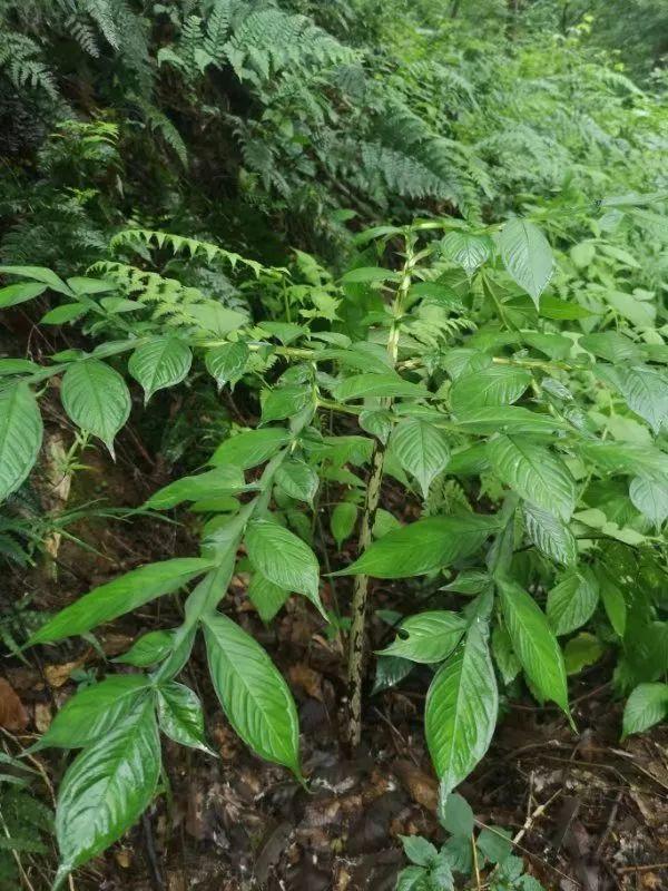 【科普钟山】紫金山最魔性的植物——疏毛磨芋