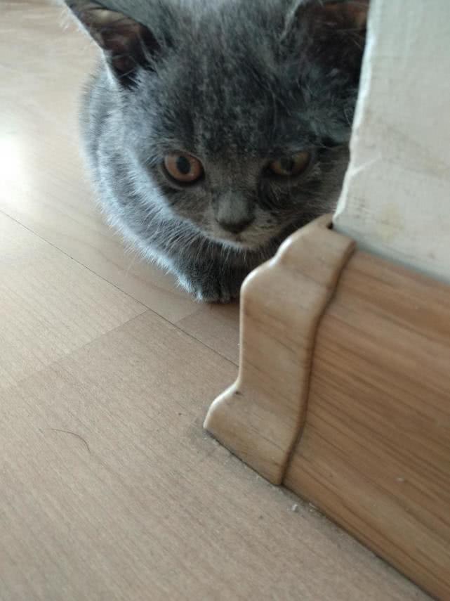 猫去新家害怕怎么办 c1530864d59945b1a8b86702b488e68b.jpeg