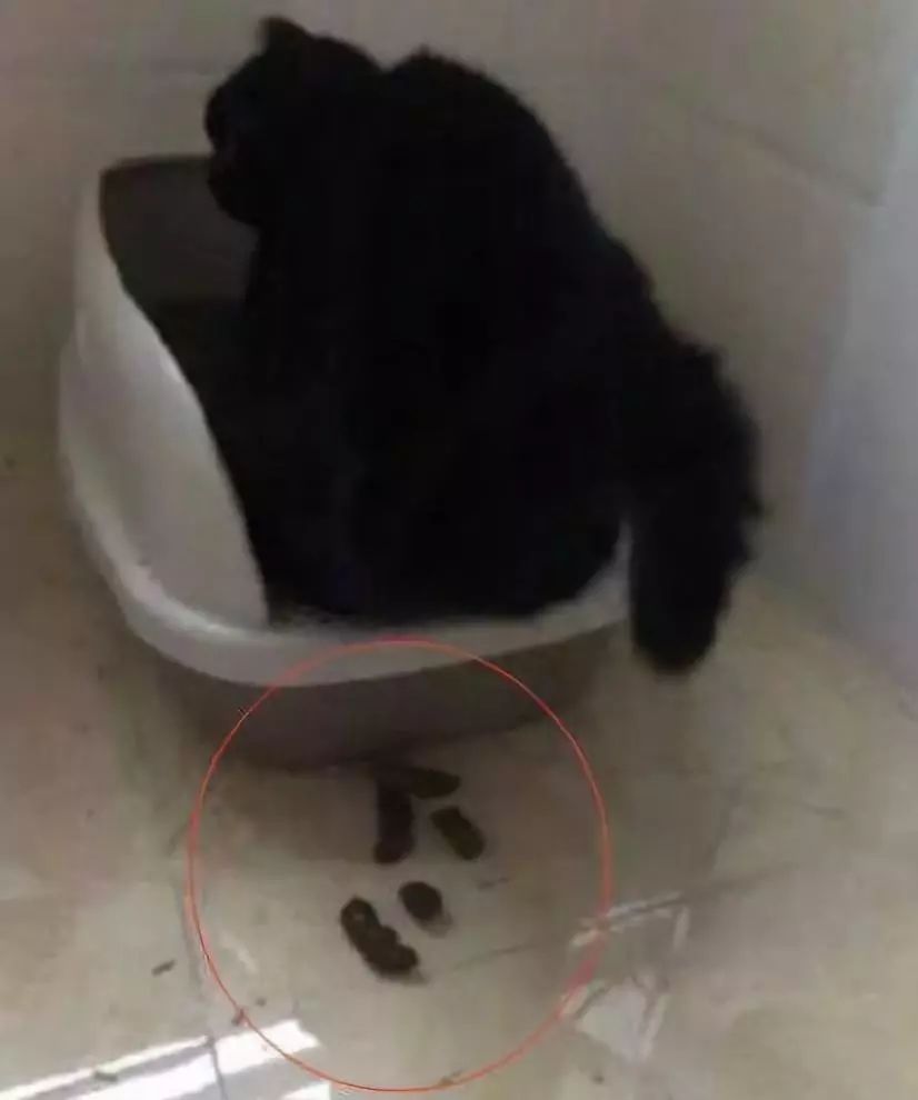 每次鏟屎官剛要吃飯，主子就走向貓廁所…非要這樣互相傷害嗎！ 寵物 第13張