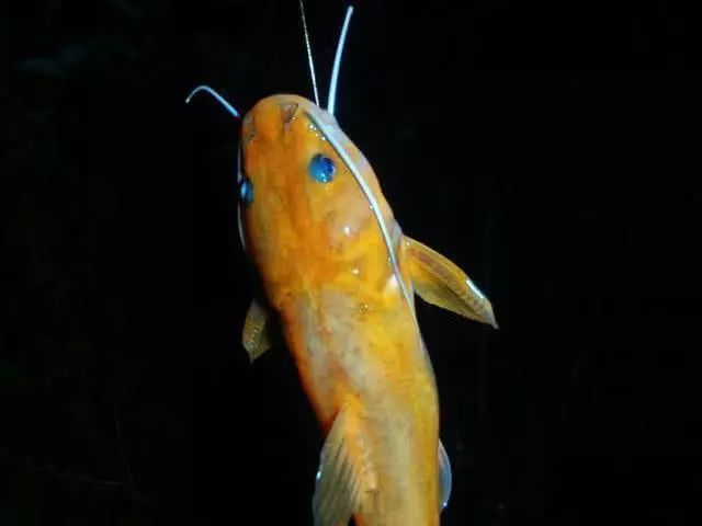 浑水河夜钓石胡子鱼这样的野生鱼获让人看着眼馋