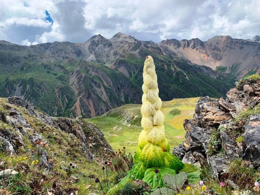 在迪庆高原的高山流石滩遇见华美靓丽的塔黄
