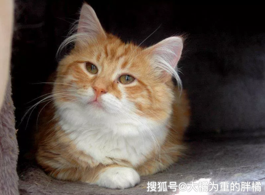 ca63ede7958442f382ec696af027b81e.png