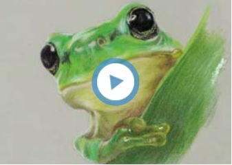 青蛙整体质感处理昆虫坚硬质感处理细节刻画整体调整头部塑造讲解鹦鹉