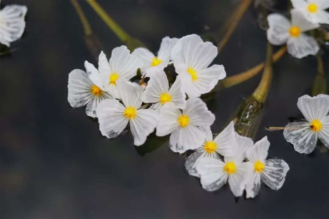 泸沽湖的水性杨花美得我无话可说