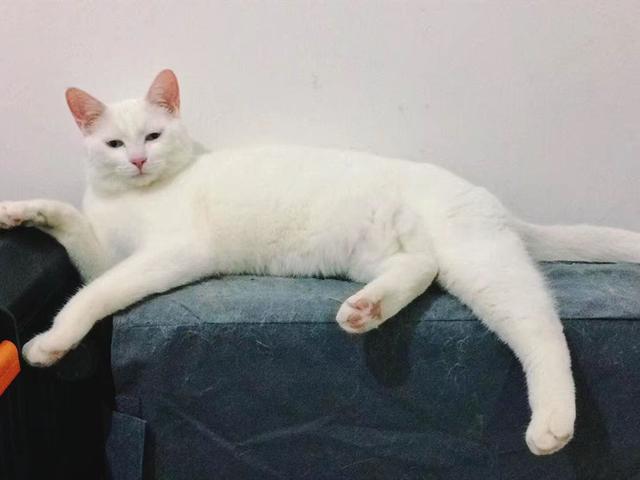 原创家里养猫味道很大,猫的错?主人的错?与其互相甩锅不如解决问题
