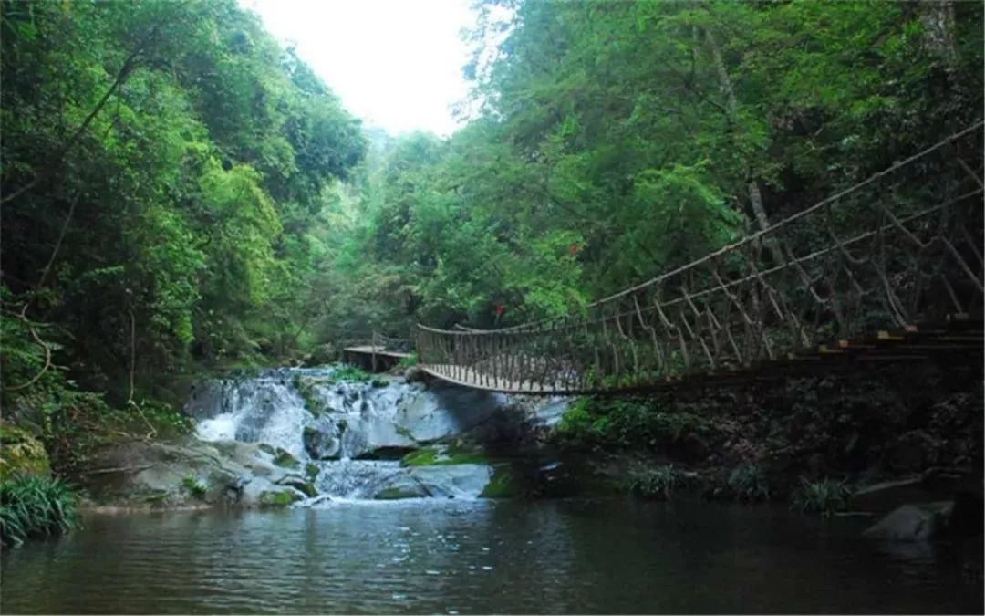 建阳区麻沙镇古楠木林,@黄海