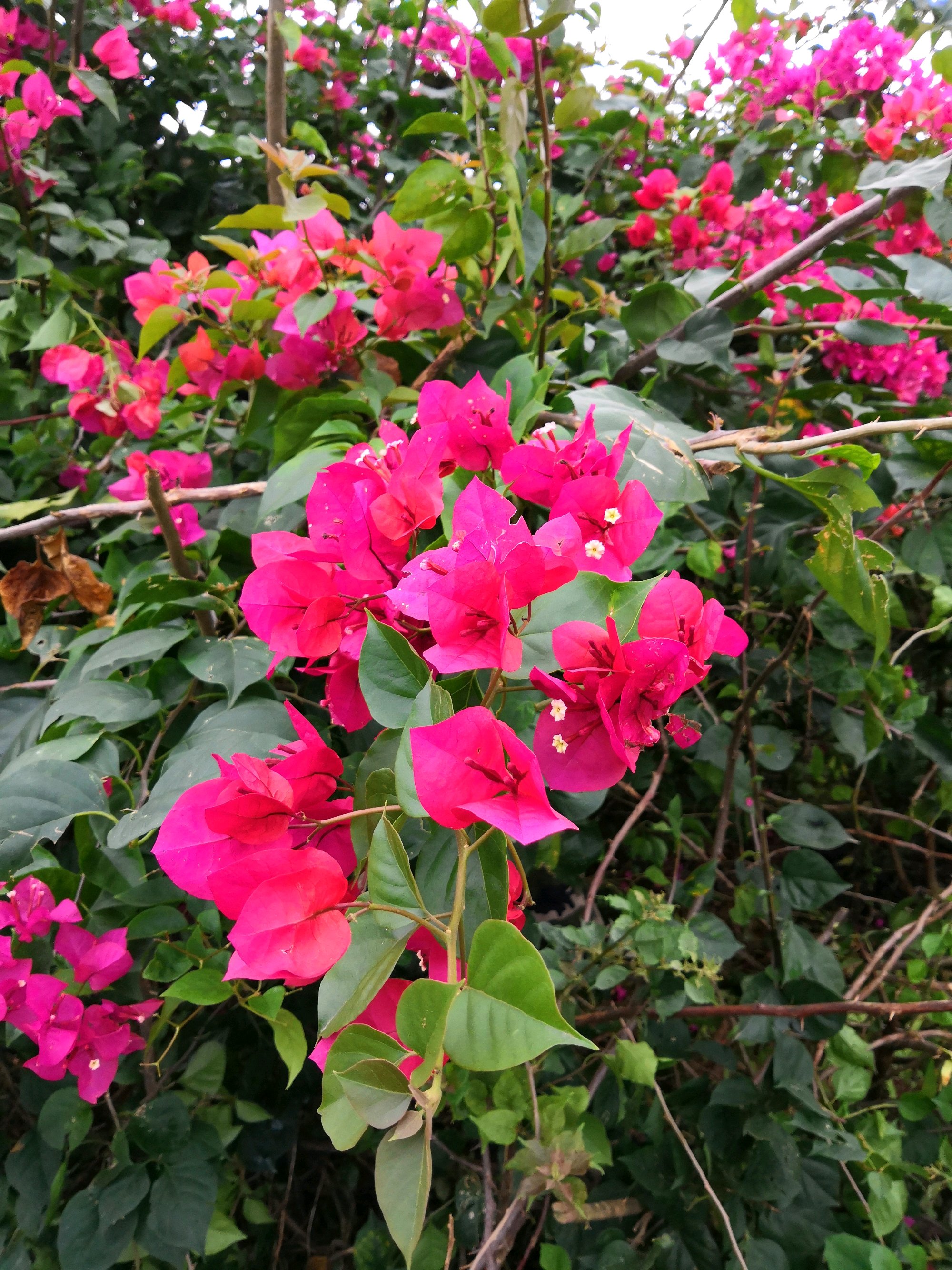 三角梅开花时叶子发黄掉落怎么办 d571fd55f8f8484396e66f5071e7e591.jpeg