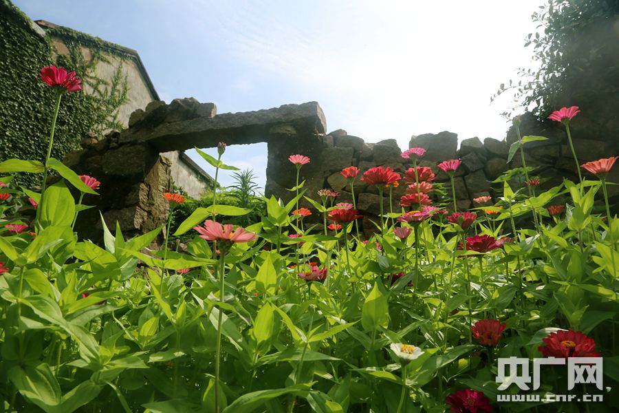 【你好，小島】被時間遺忘的「綠野仙蹤」 探訪神秘海島無人村 旅遊 第7張