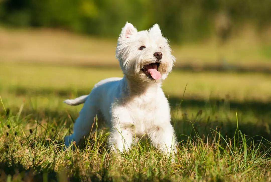 "女王的柯基"与起源英国的名犬们