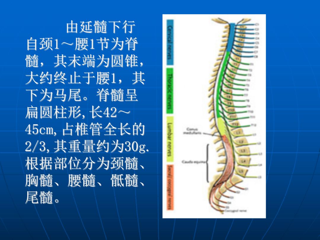 进阶必读脊柱骨折与脊髓损伤概述