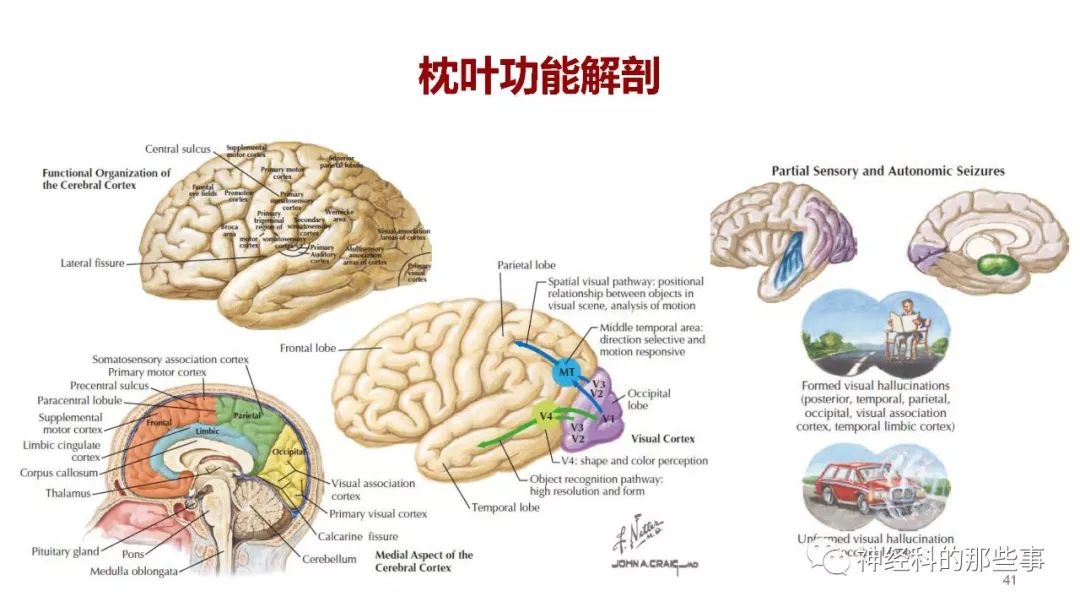 大脑解剖结构,功能与临床定位