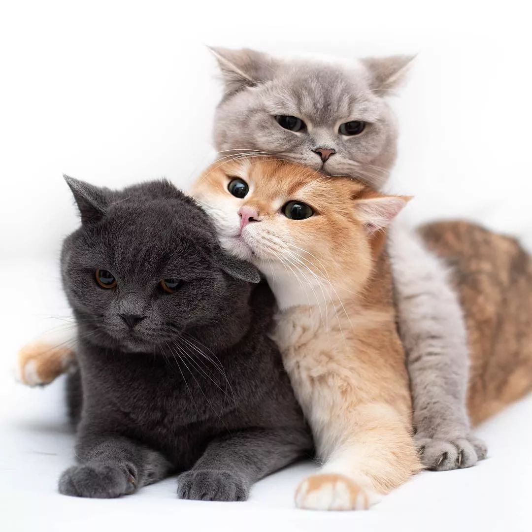 叠叠猫图片,叠叠猫,三只猫叠在一起的图片_大山谷图库
