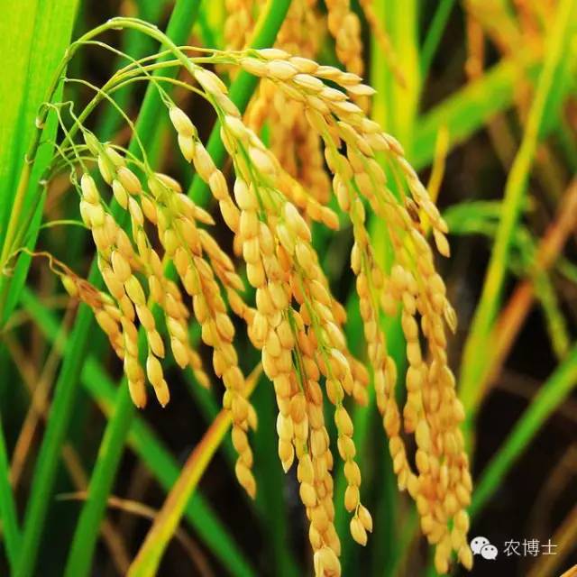 水稻| 如何做好水稻生长中期田间管理