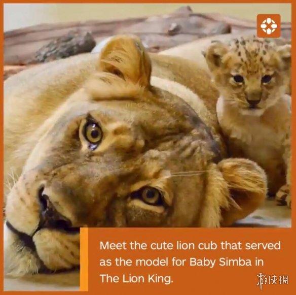 《狮子王》幼崽辛巴原型小狮子:好萌的一只"大猫"