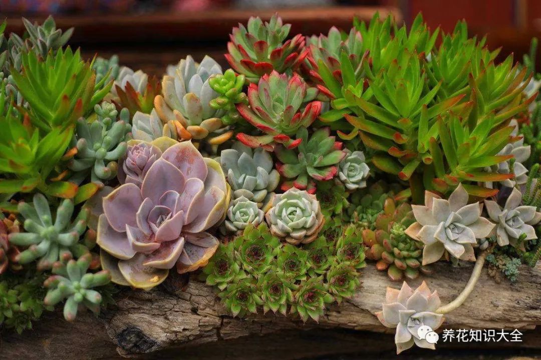 多肉植物怎么养大 fbd2f670d9684a00b659e64249d21115.jpeg