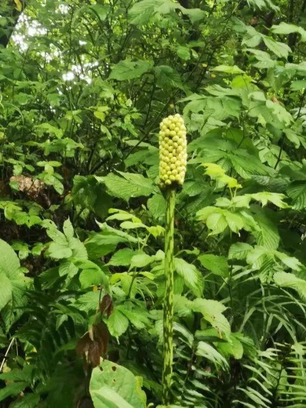 【科普钟山】紫金山最魔性的植物——疏毛磨芋