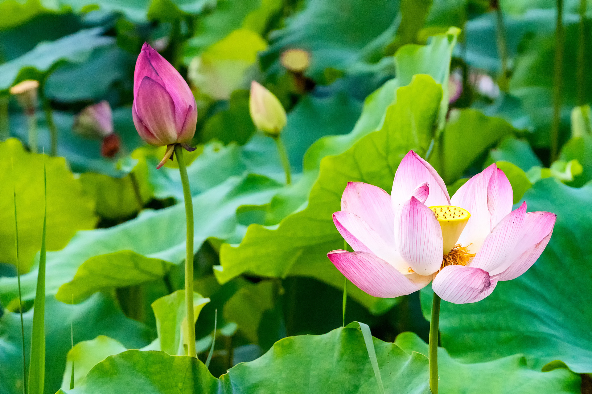                     原创            一个蚊子包就险要宝宝命，夏季防蚊有学问，父母要注意
