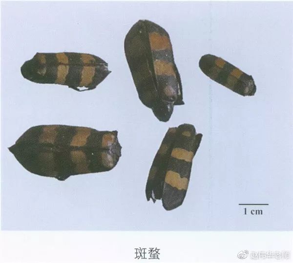 超全!常用200味中药彩图图谱