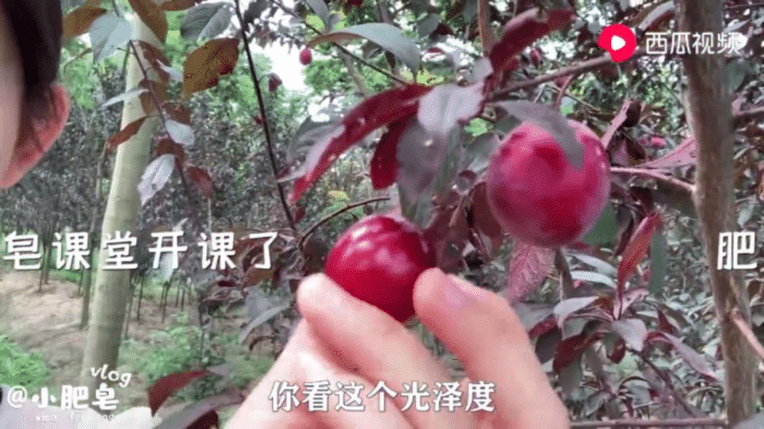 北漂打工妹回乡拍vlog走红西瓜视频生活不止北上广的苟且