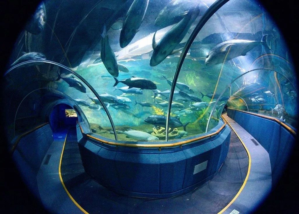 360°海底隧道,还有18.6米长抹香鲸标本