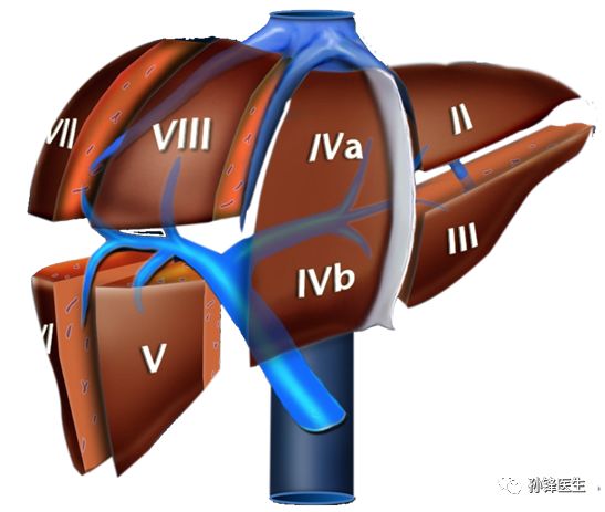【收藏】10分钟让你记住肝脏的分段_门静脉