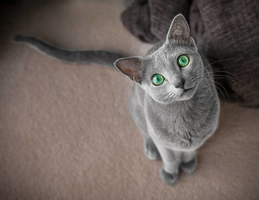 神奇的绿眼睛猫咪这也太美了吧