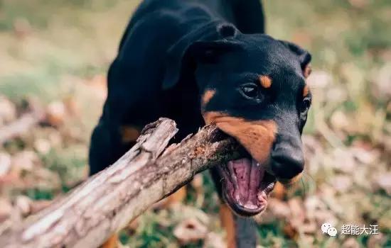 怎么教狗狗趴 20c2315a154943ab90872984f5212ca5.jpeg