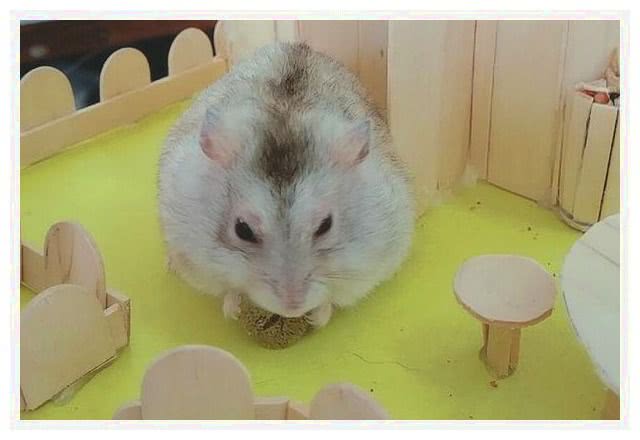 怎么看金丝熊怀孕 2210afce8d194c7da3366fb44a73d973.jpeg