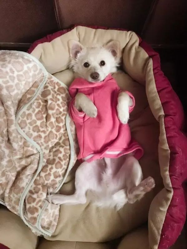 中华田园犬的颜值这么高,到底哪儿“土”了呢? 巴黎人充值